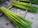 sesbania01